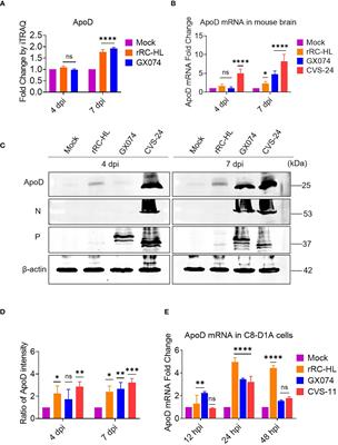Apolipoprotein D facilitates rabies virus propagation by interacting with G protein and upregulating cholesterol